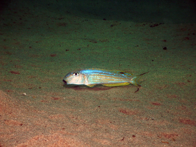 Xenotilapia ochrogenys 'Mabilibili Bay'